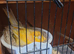 Yorkshire canary for new home