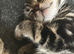 Kittens.