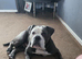 Oldie english bulldog