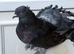 Fantail