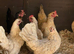 Various bantams all hens