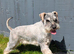 3 year old KC Health Tested Male Looking For a Home