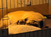 Male pug puppy
