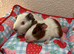 Two 6 weeks old guinea pigs males