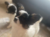 Beautiful puppies for sale