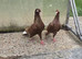 I have quality peair pigeon in Stockton-on-Tees