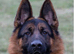 Kc reg German shepherd pups