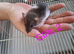 Baby girl dumbo rats