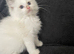 Pedigree Maine Coon xPedigree Ragdoll Kittens