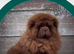 Chow chow