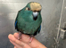 Hand reared baby Kakariki parrot