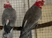 Breeding pair of Gallah cocktoo