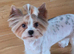 Gorgeous pure Biewer terrier male