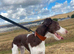 collie greyhound