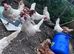 Egg-laying chickens for sale