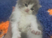 Adorable Persian Kitten