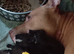 ***READY NOW *** 4 male staffy pups left.