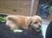 Shih tzu / Jack russell male
