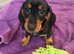 Standard Smooth black tan Dachshunds