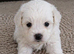 5 Bichon Frise Puppies