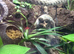 Female crested gecko and Full bioactive set up