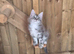 Pure Maine Coon Kittens