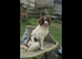 Springer spaniel puppies