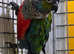 Bonded Pair of Emma's Conures