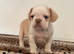 French bulldogs