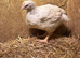 20 Ross meat growers available
