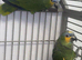 Semi Tame and talking baby orange wing amazon
