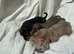 Miniature Dachshunds puppies