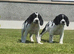 Cocker spaniel X Springer spaniel pups