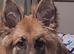 German shepherd Girl