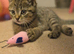 Millie- tabby BS