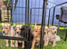 Labrador KC Reg Puppies. READY NEXT WEEK!
