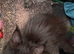 Beautiful litter of main coon kittens
