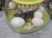Kakhi Campbell ducklings
