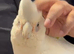 Handreard baby Bear -eyed cockatoo for sale or px