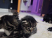 Kittens