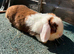 Beautiful rabbits , minilop, continental giant ,Netherland draft