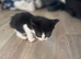 Mixed kittens