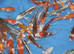 Japanese hq koi tosai