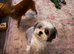 Female Shih Tzu