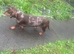 For sale Lola 2 years old dashund girl