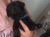Patterdale puppies