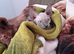 Sphynx to rehome