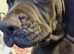 2 male puppies for sale £900