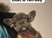7 French Bulldog Puppies ️