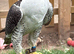 Peregrine x gyr/saker male